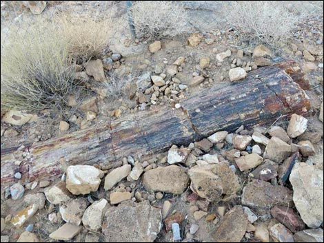 Petrified Wood