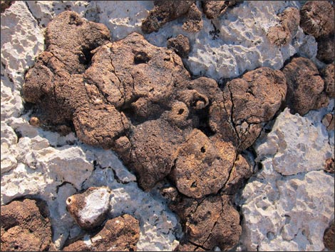 Fossil Sponges