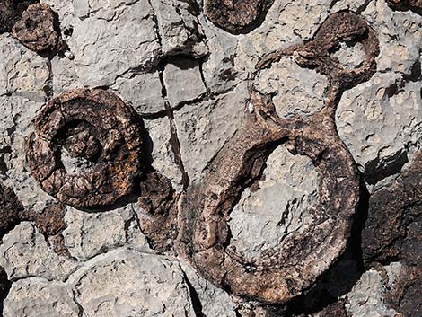 Blue Diamond Hill Fossils