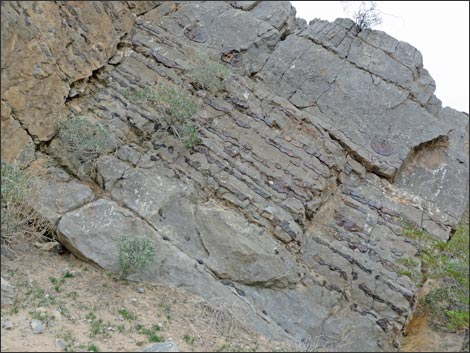 Fossil Sponges