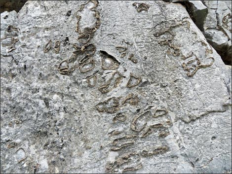 Fossil Sponges