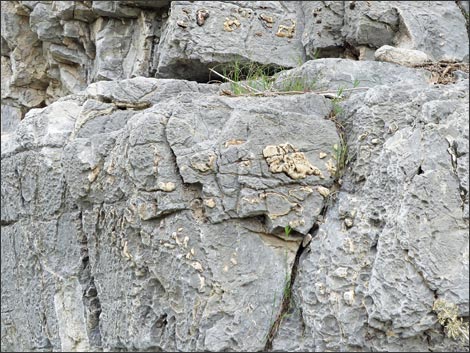 Fossil Sponges