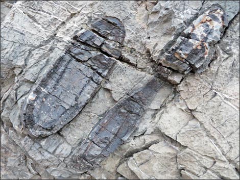 Fossil Sponges