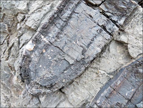 Fossil Sponges