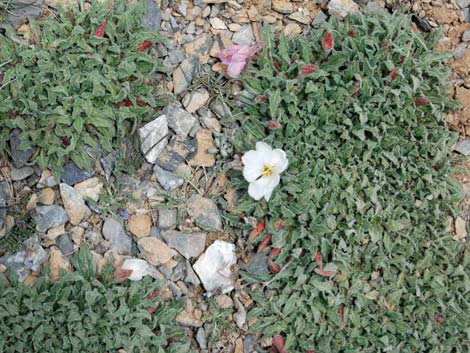 Alpine Tundra (Alpine Life Zone)