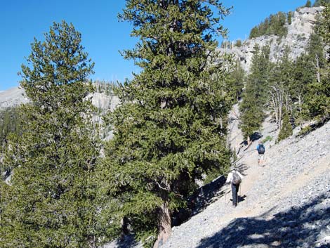 Bristlecone Pine Forest (Hudsonian Life Zone)