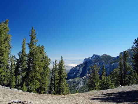 Bristlecone Pine Forest (Hudsonian Life Zone)