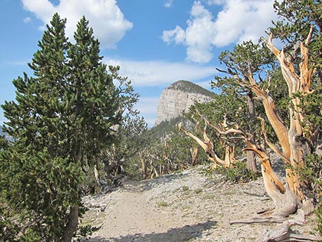 Bristlecone Pine Forest (Hudsonian Life Zone)