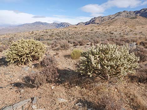 Mojave Desert Scrub