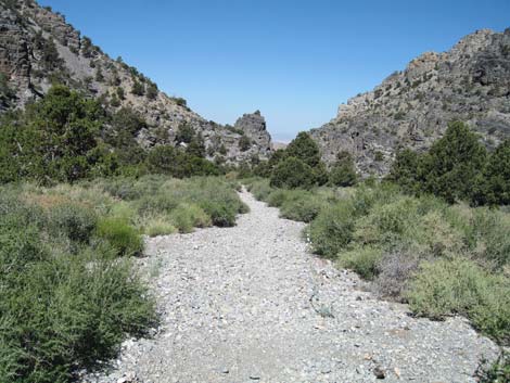 Pinyon-Juniper Woodland (Upper Sonoran Life Zone)