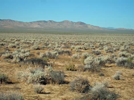 shadscale (Atriplex confertifolia)