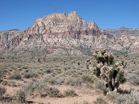 Mojave Desert