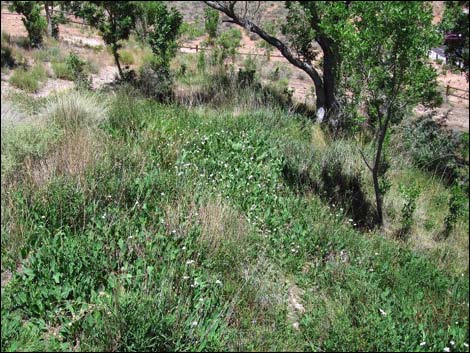 Yerba Mansa (Anemopsis californica)