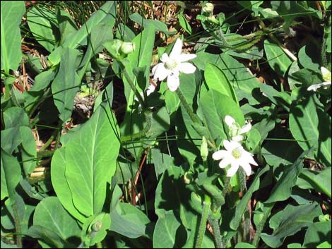 Yerba Mansa (Anemopsis californica)