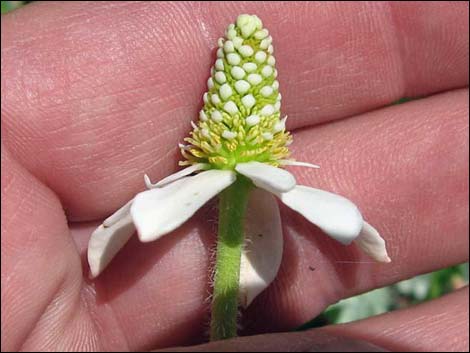 Yerba Mansa (Anemopsis californica)