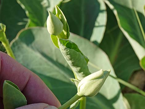 Yerba Mansa (Anemopsis californica)