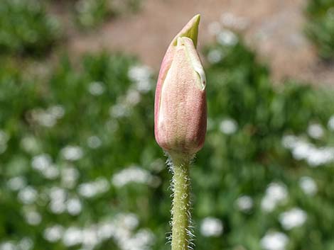 Yerba Mansa (Anemopsis californica)