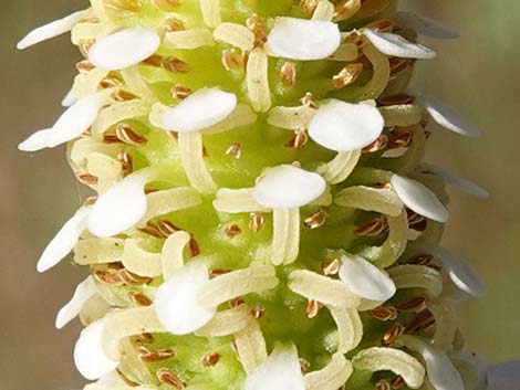 Yerba Mansa (Anemopsis californica)