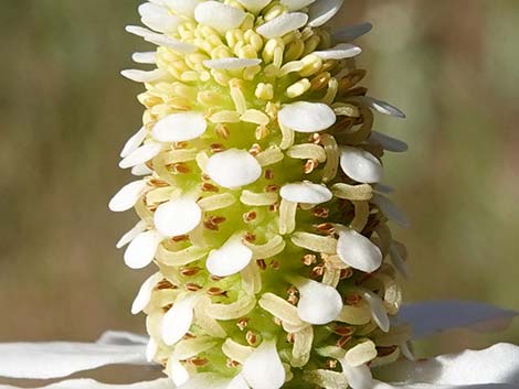 Yerba Mansa (Anemopsis californica)