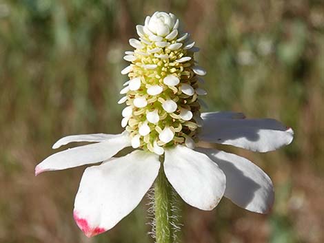 Yerba Mansa (Anemopsis californica)