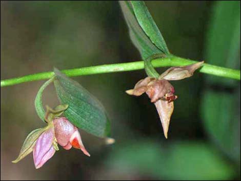 Stream Orchid (Epipactus gigantea)