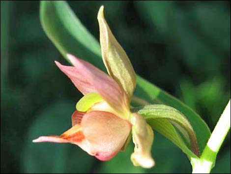 Stream Orchid (Epipactus gigantea)