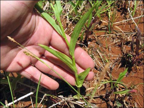 Stream Orchid (Epipactus gigantea)