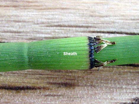 Smooth Horsetail (Equisetum laevigatum)