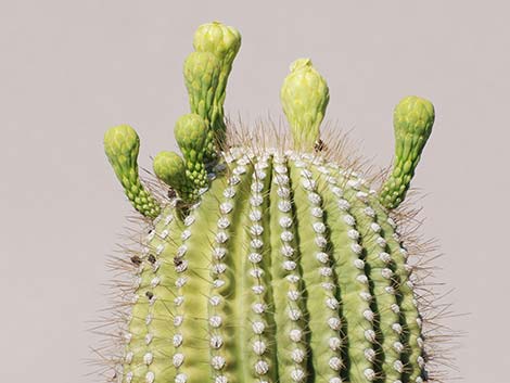 Saguaro (Carnegiea gigantea)