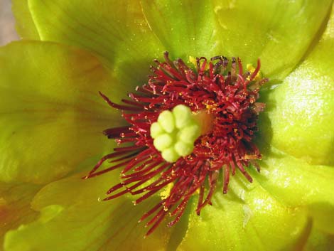 Buckhorn Cholla (Cylindropuntia acanthocarpa)