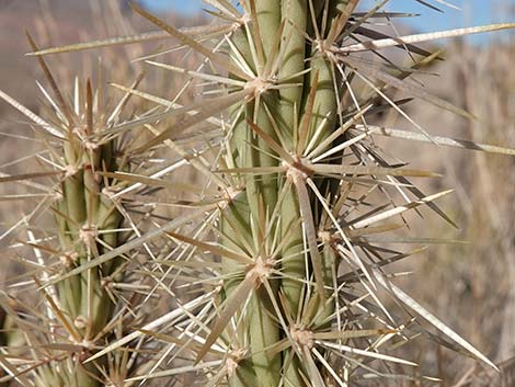 Buckhorn Cholla (Cylindropuntia acanthocarpa)