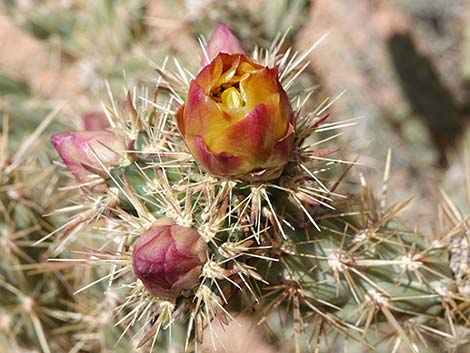 Buckhorn Cholla (Cylindropuntia acanthocarpa)