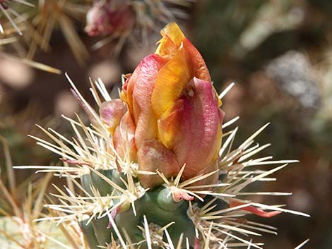 Buckhorn Cholla (Cylindropuntia acanthocarpa)