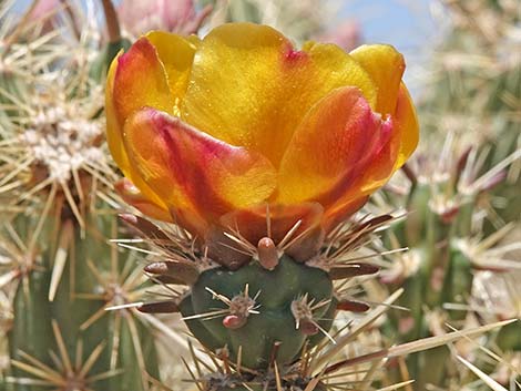 Buckhorn Cholla (Cylindropuntia acanthocarpa)