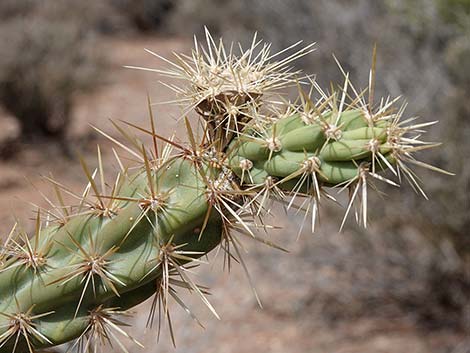 Buckhorn Cholla (Cylindropuntia acanthocarpa)