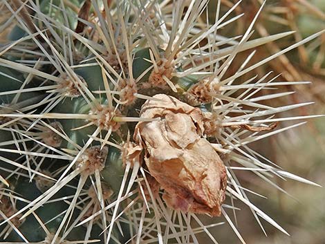 Buckhorn Cholla (Cylindropuntia acanthocarpa)