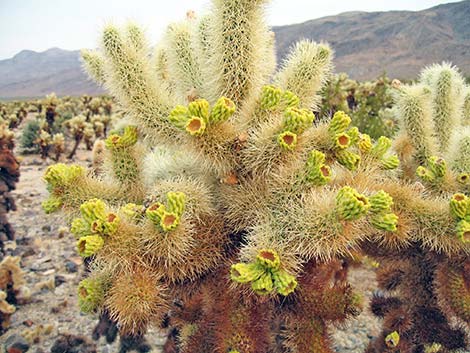 Teddybear Cholla (Cylindropuntia bigelovii)