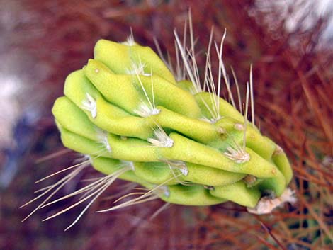 Teddybear Cholla (Cylindropuntia bigelovii)