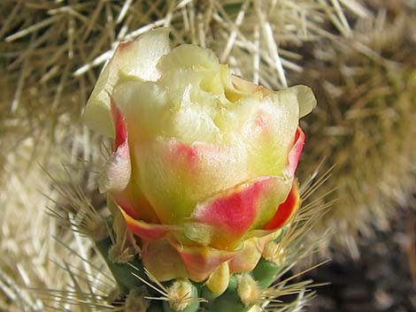 Teddybear Cholla (Cylindropuntia bigelovii)