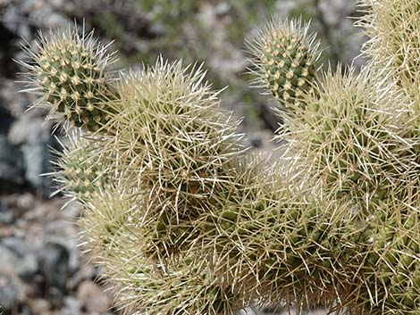 Teddybear Cholla (Cylindropuntia bigelovii)