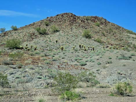 Teddybear Cholla (Cylindropuntia bigelovii)