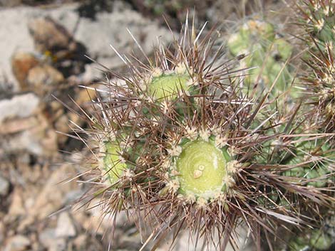 Golden Cholla (Cylindropuntia echinocarpa)