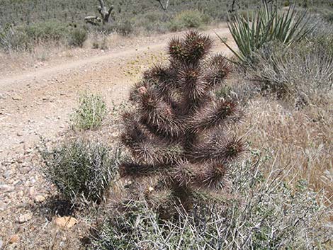 Golden Cholla (Cylindropuntia echinocarpa)