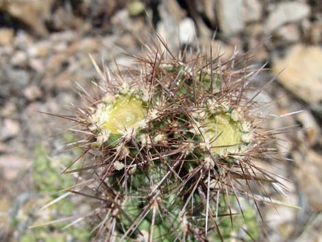 Silver Cholla (Cylindropuntia echinocarpa)