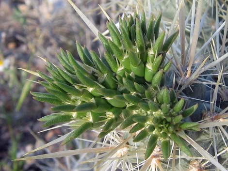 Silver Cholla (Cylindropuntia echinocarpa)