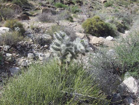 Silver Cholla (Cylindropuntia echinocarpa)