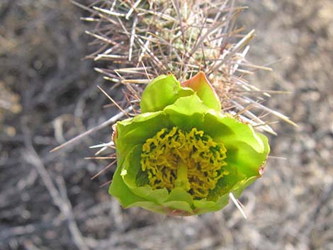 Hybrid Cholla (Cylindropuntia spp)