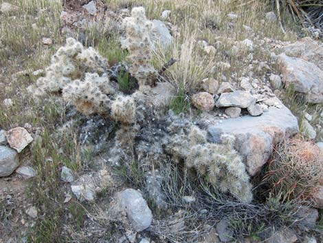 Blue Diamond Cholla (Cylindropuntia multigeniculata)