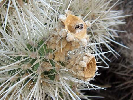 Blue Diamond Cholla (Cylindropuntia multigeniculata)