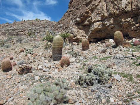 Blue Diamond Cholla (Cylindropuntia multigeniculata)